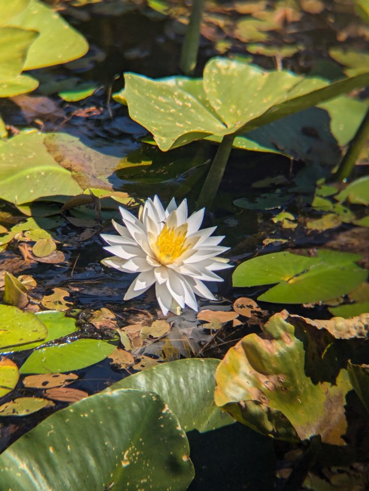 A blooming water lily, shot through binoculars 