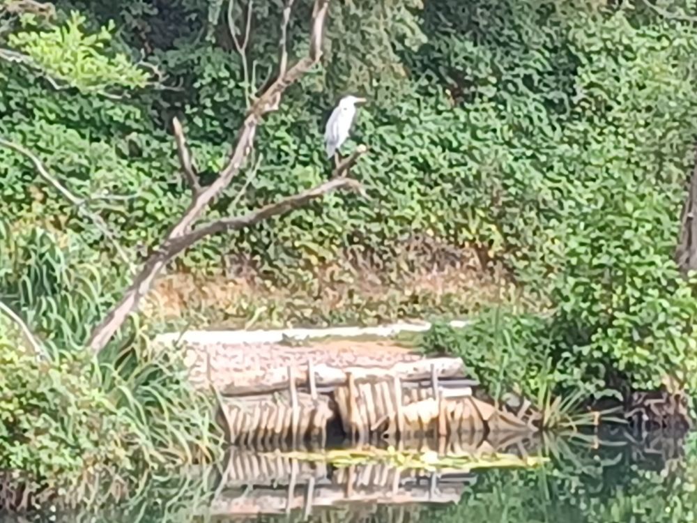 A heron at the private fishing pond next to Tiverton Parkway Station 
