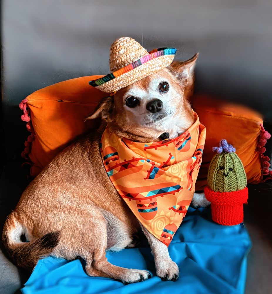 A photograph of Ellena's fawn-coloured chihuaha, Minky wearing a sombrero and neckerchief. 