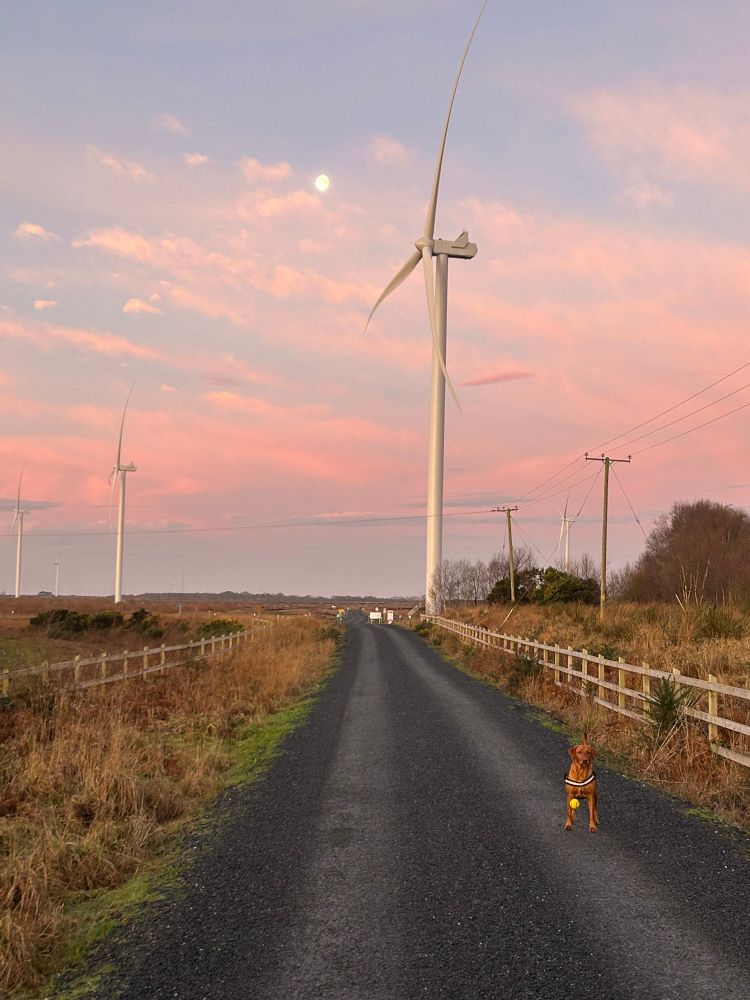 Edenderry wind farm and dog (called toast) dropping a ball