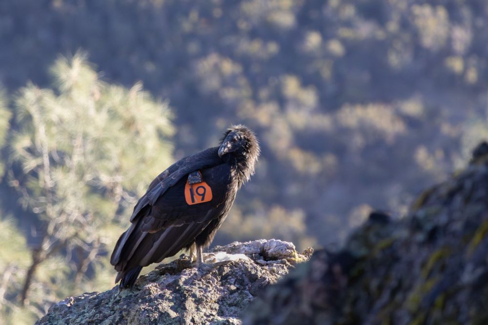 A large vulture with black feathers and a bare, purple-black head perches on a rocky crag and peers over her shoulder. Her orange wing tag has the number 19 written on it.