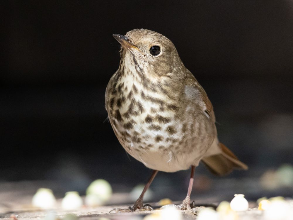 Small light-brown bird with dark spots on its chest, eyeing the camera