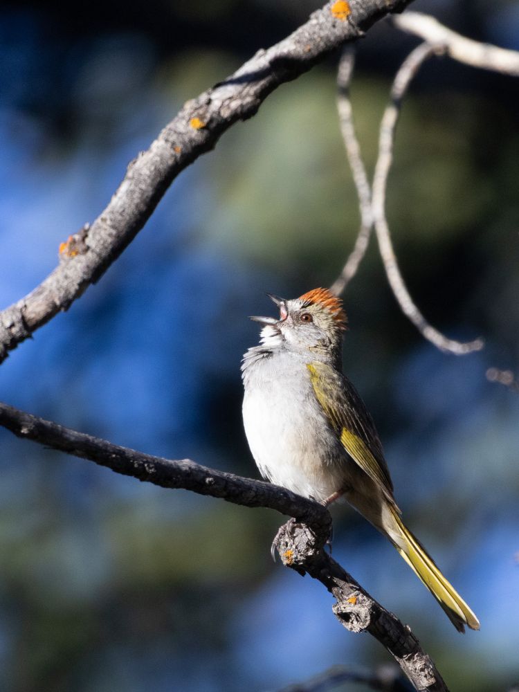 A songbird with yellow-green wing and tail feathers and an orange crest opens its beak to sing