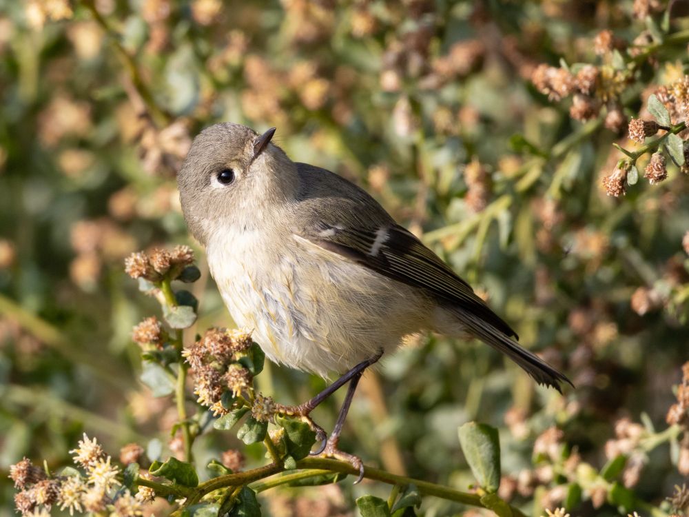 ruby-crowned kinglet perched on a bush, twisting its body around to look quizzically at the camera