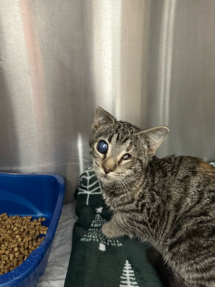 Image of a tortoiseshell / tabby kitten looking at the camera. Right eye is solid cataract while left eye is almost not visible from either rupture or malformation. Right ear is smaller and more teddy bear like while left ear is fully formed. She is in a stainless steel shoreline kennel with a green plush blanket and a litter box with pine pellets inside 