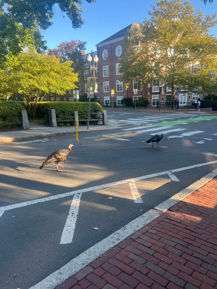 Turkeys at Harvard
