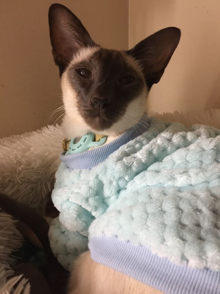 Picture of a siamese cat with a mint colored sweater
