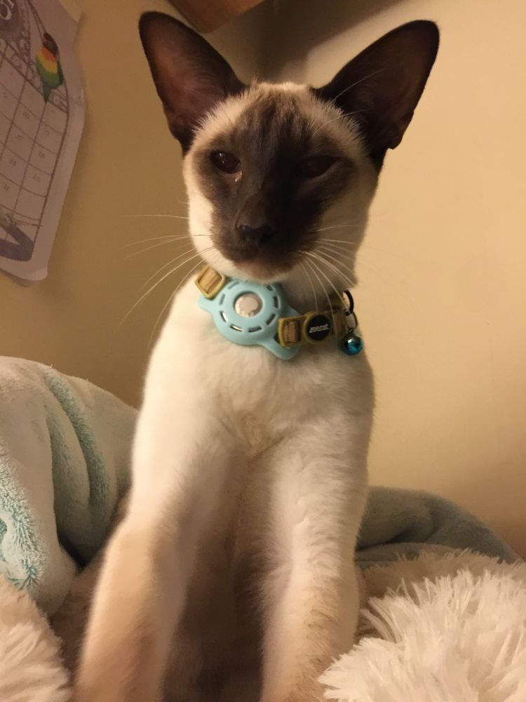 a picture of a oriental shorthair cat sitting