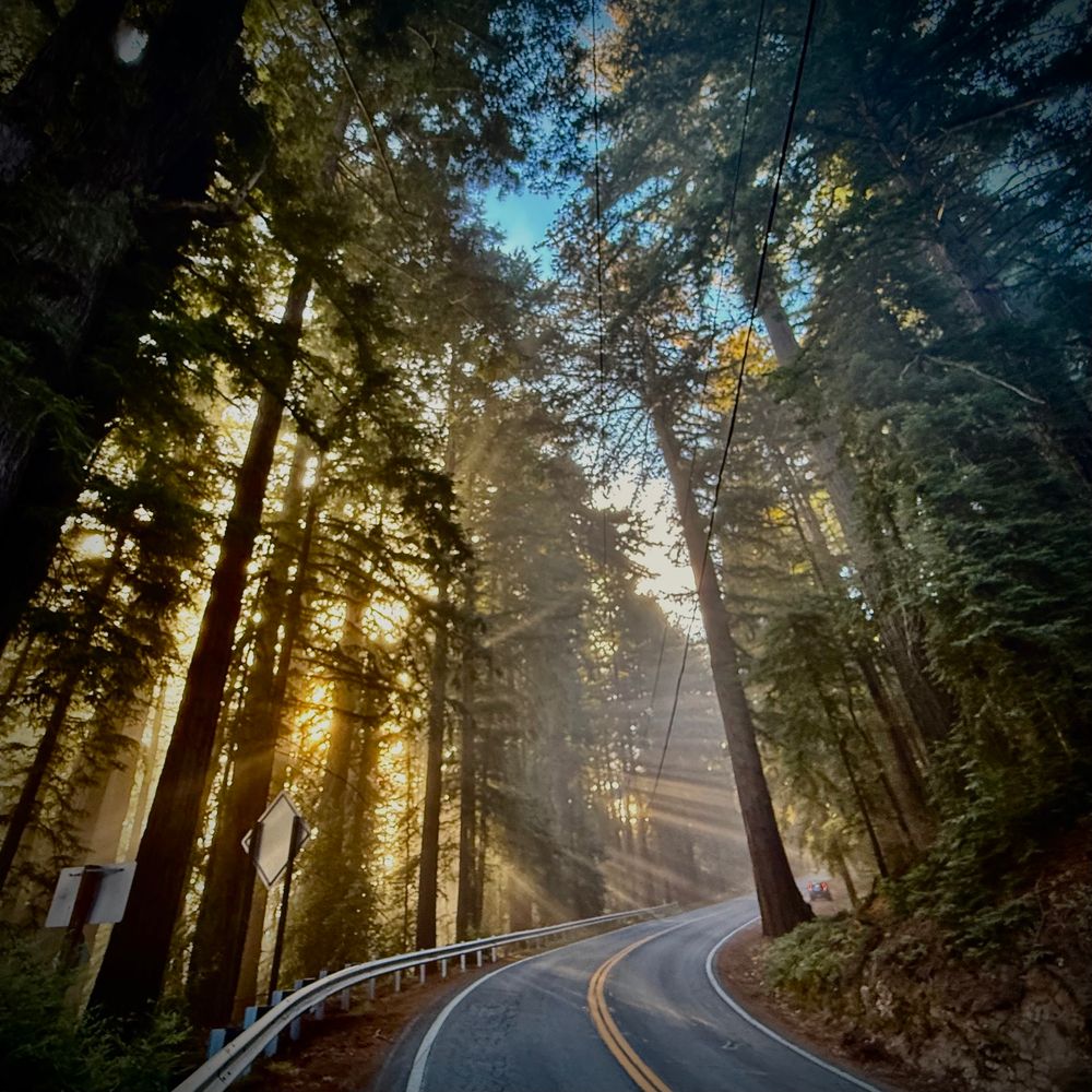 A misty sunlit road deep in a redwood forest. 