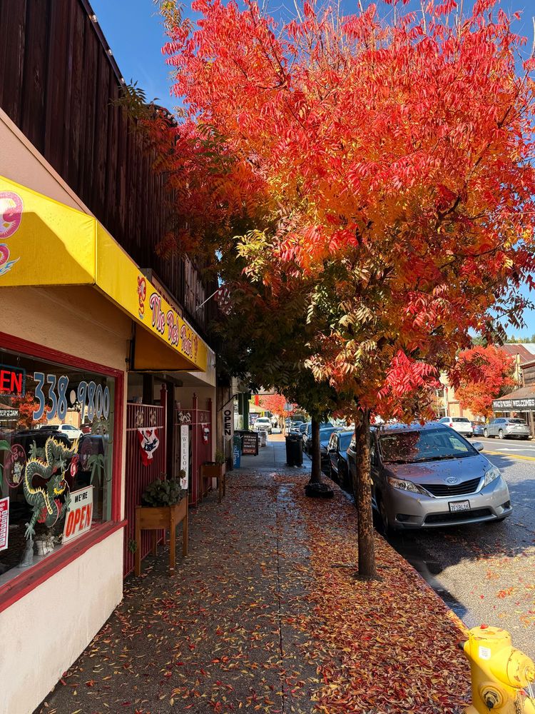A small town sidewalk lit up by bright orange leaves blanketing the ground. The small tree is nearly at peak color.