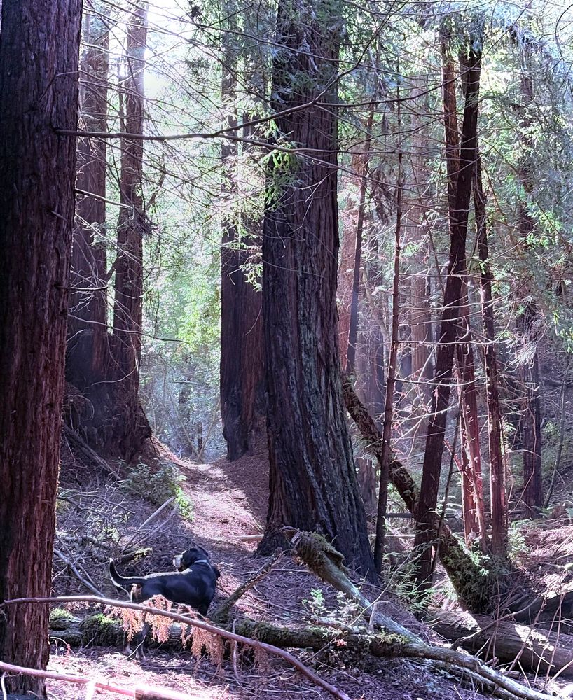 Redwood forest scene with the light racking in from the upper left. 