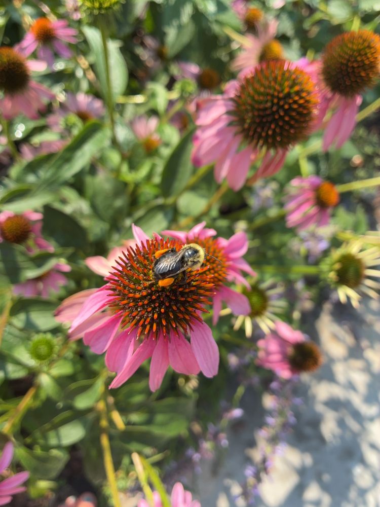 Bumblebee on a purple cone flower 