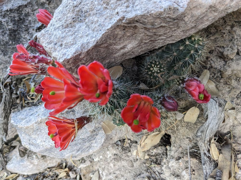 a bright red flower of some type of Hedgehog Cactus