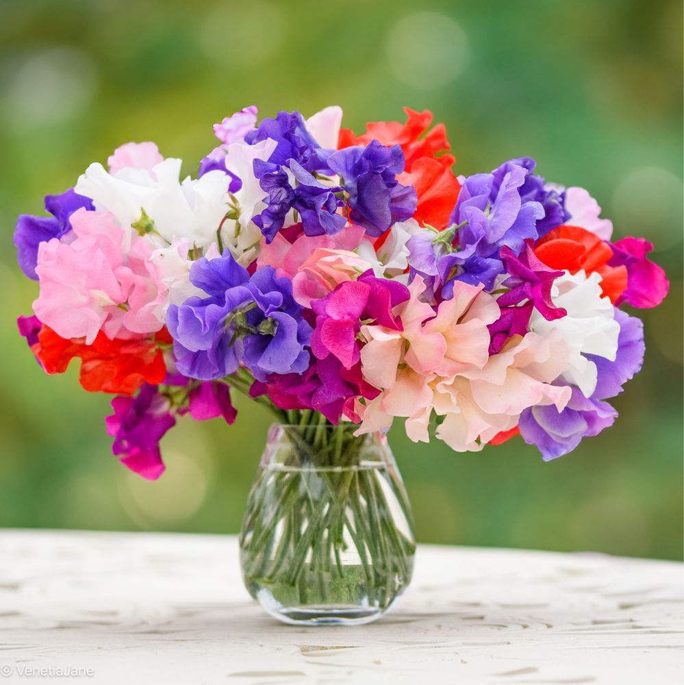 A glass vase filled with freshly picked sweet peas in a vivid array of colours including purple, pink, red, white, and peach. The delicate ruffled petals and slender green stems create a soft, cottage-garden feel. The background is a gentle blur of green, suggesting a summer garden.