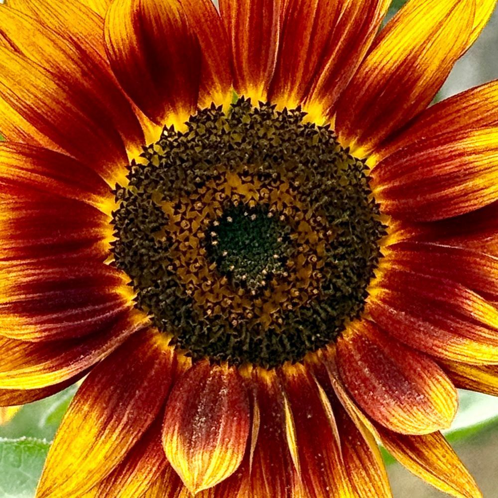 Close-up of a sunflower in bloom. The petals shift from deep amber-orange at their base to light yellow at the tips, arching outward around a dark brown centre where a faint heart shape can be seen.