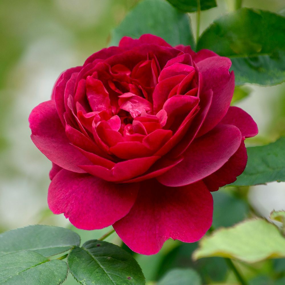 Close-up of a deep crimson English rose, likely David Austin’s ‘Munstead Wood,’ showing layered velvety petals and glossy green leaves against a softly blurred background.