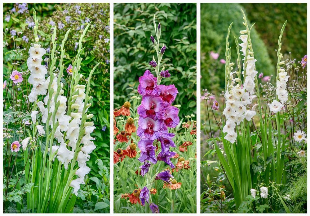 A three-panel collage of gladiolus flowers in a garden. The left and right panels show tall white gladiolus spikes among pink and white blooms, while the centre panel features a striking purple and magenta gladiolus surrounded by orange-red flowers.