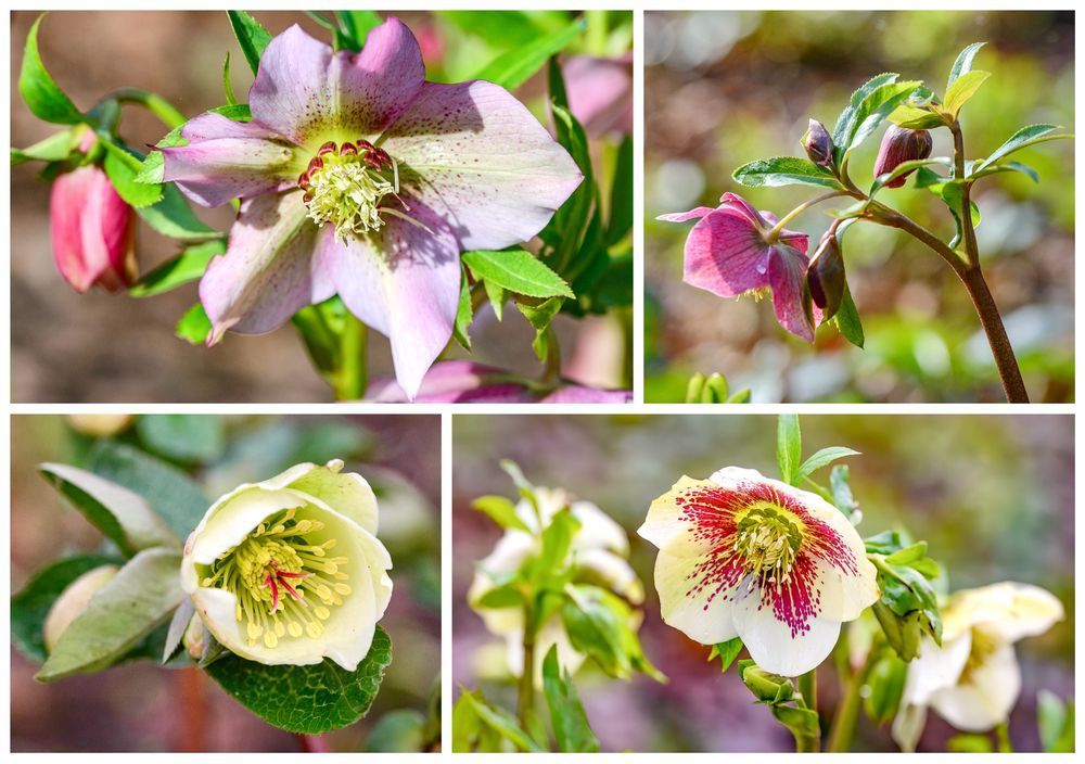 A collage of four close-up photographs of hellebore flowers in various stages of bloom. The top-left image features a large, pale pink flower with delicate purple speckles and a bright yellow-green center. The top-right shows a stem with pinkish-red buds and partially opened flowers surrounded by green leaves. The bottom-left displays a creamy white, cup-shaped bloom with prominent yellow stamens and hints of pink at the center. The bottom-right image highlights a white flower with striking dark red speckles radiating from the center, standing against a blurred background. All images showcase vibrant details with natural lighting.