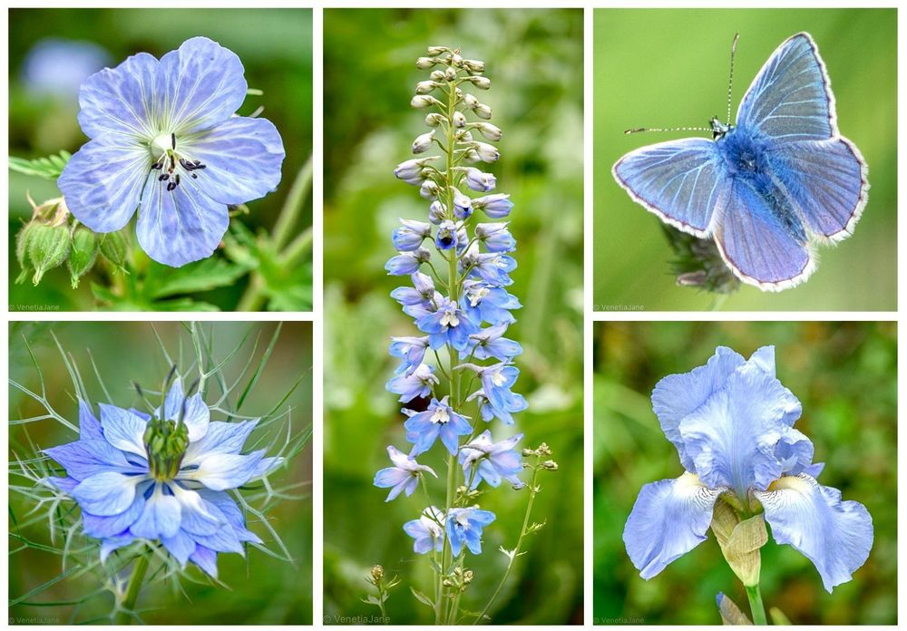 Collage of five images featuring delicate blue flowers and a butterfly: top left shows a meadow cranesbill bloom; centre is a tall spire of larkspur; top right, a blue butterfly with wings spread; bottom left, a spiky blue love-in-a-mist flower; and bottom right, a pale blue iris.