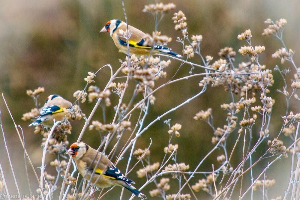 Three European goldfinches with red faces, yellow wing bars, and brown plumage perch among dried wildflower stems against a soft, blurred background.
