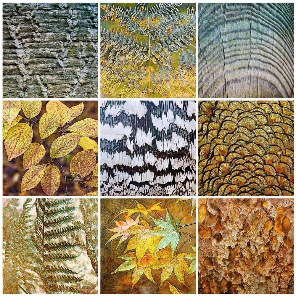 A square collage of nine small squares with various nature-inspired textures and patterns, including leaves, bark, ferns, and other organic designs.