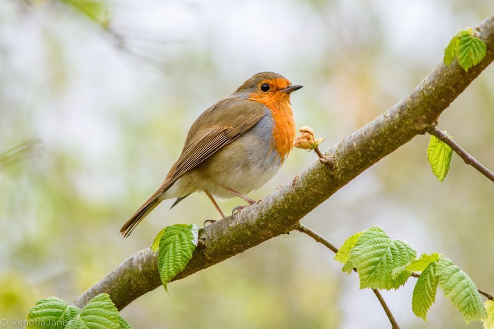 A European robin perched on a branch, its bright orange-red breast glowing against soft brown and grey feathers. Fresh green leaves are unfolding around it, with a blurred background of pale spring light.