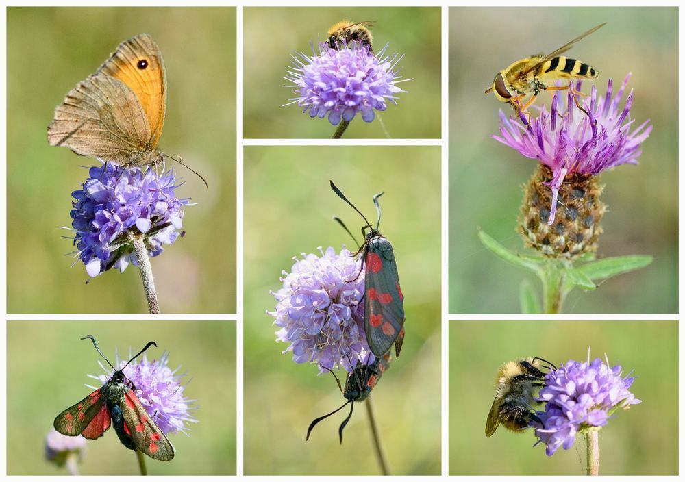 Collage of six close-up photos: meadow brown butterfly, bumblebees, and six-spot burnet moths feeding on purple devil’s-bit scabious flowers, and a hoverfly feeding on pinkish-purple knapweed.