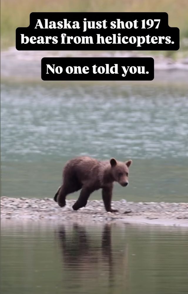 Alaska just shot 197 bears from helicopters. No one told you. 

Image d'un ourson courant 