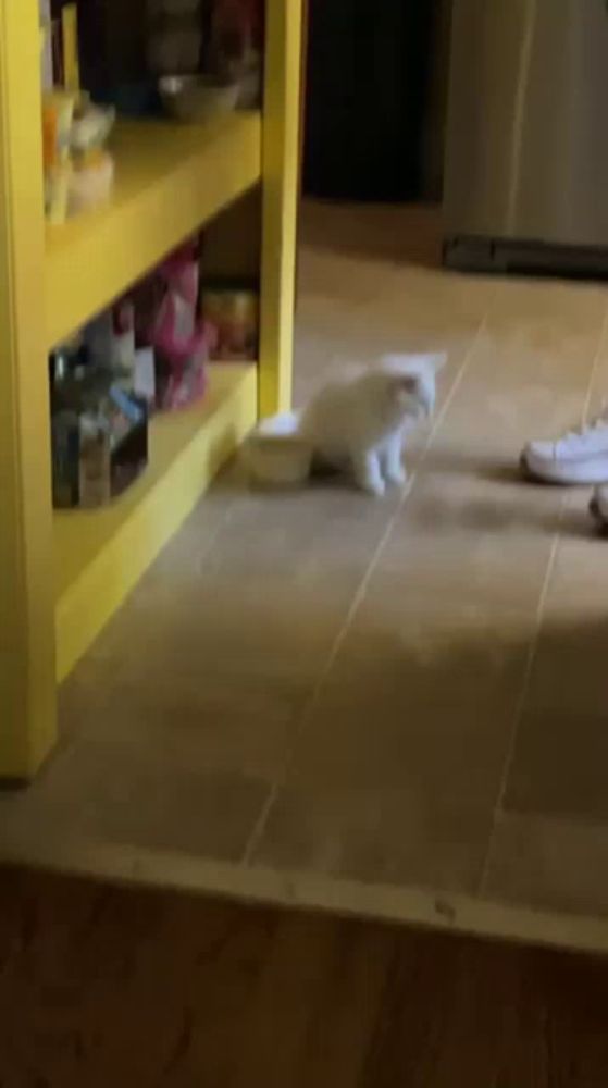 a white cat is walking on a tiled floor next to a yellow shelf .