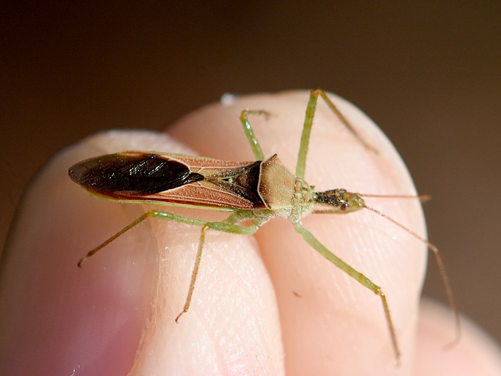 Un insecto de colores verdes y ocráceos entre las puntas de dos dedos