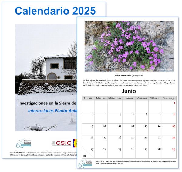 Páginas de un calendario 2025