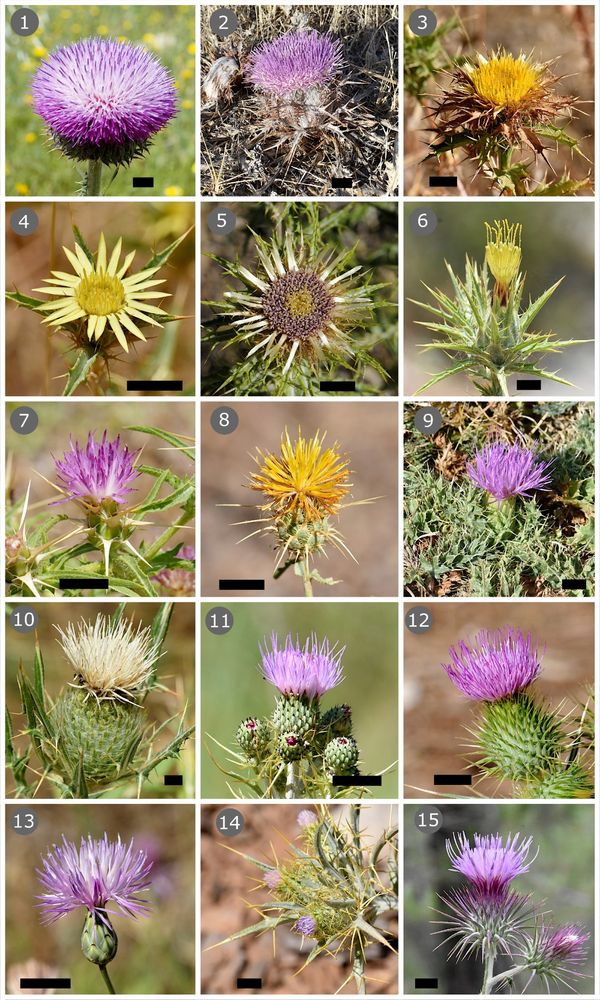 Pictures of the flower heads of 15 species of summer-flowering Mediterranean thistles