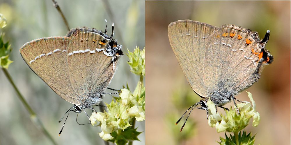 Dos mariposas vistas por el reverso, con líneas blancas sobre fondo marrón