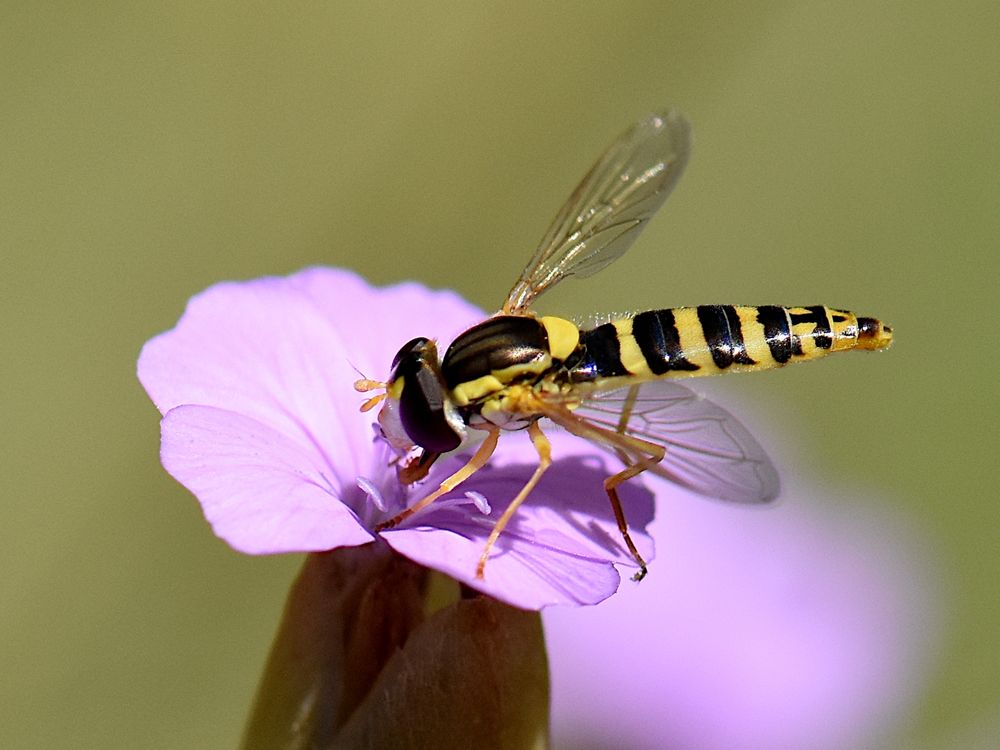 Pequeña mosca de rayas amarillas y marrón oscuras sobre una florecita de color rosa