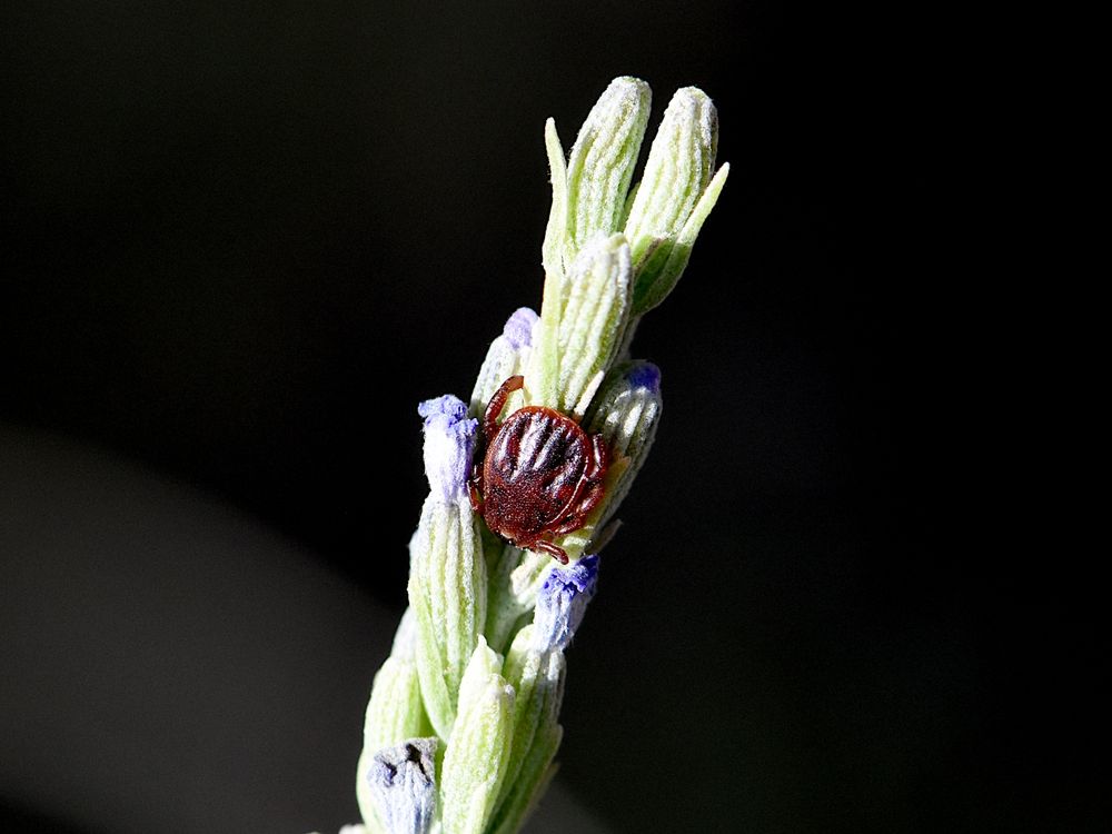 Una garrapata entre las flores del extremo de una inflorescencia de espliego, Lavandula latifolia