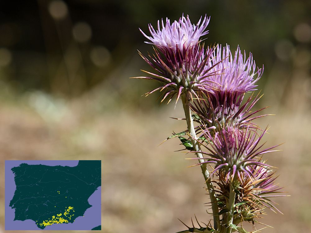 Cardo de flores rosadas, Ptilostemon hispanicus, y su distribución en la Península Ibérica