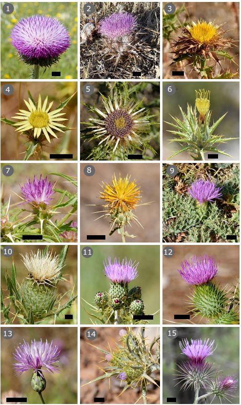 Photos of the flower heads of 15 different species of thistle