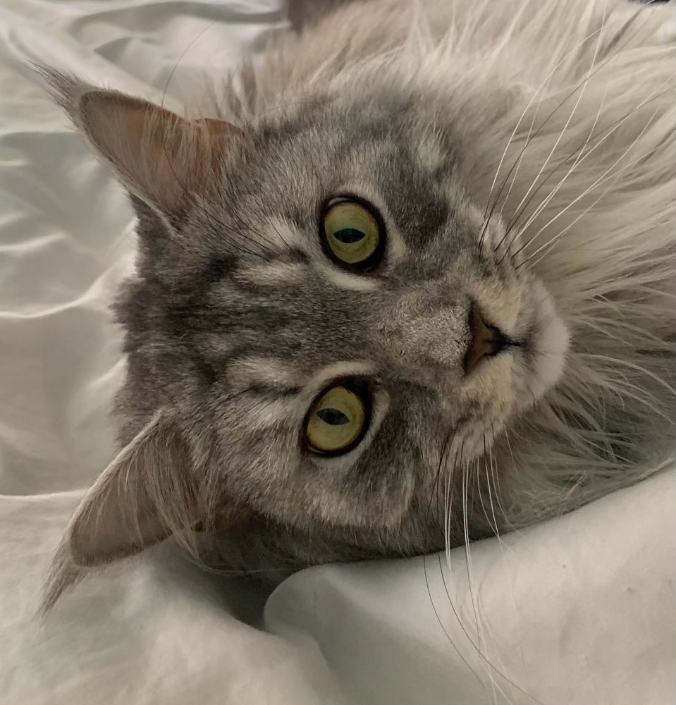 Fluffy silver Maine Coon cat laying on a bed. 