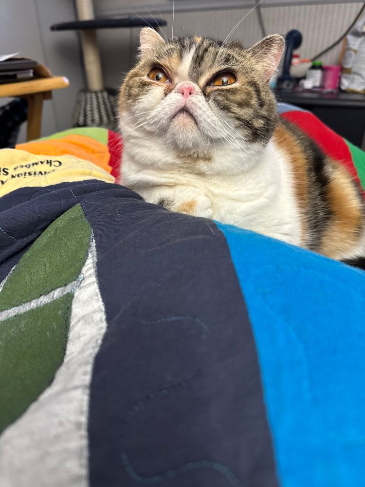 A photo of a cat with a squished in face and huge eyes laying on a person’s lap looking upwards 