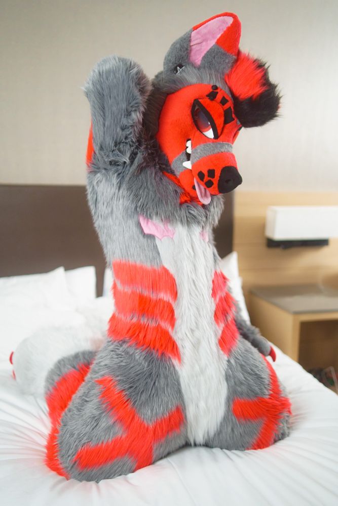 A grey canine fursuiter with red highlights posing with their arm behind their head and a coy look on a hotel bed. 