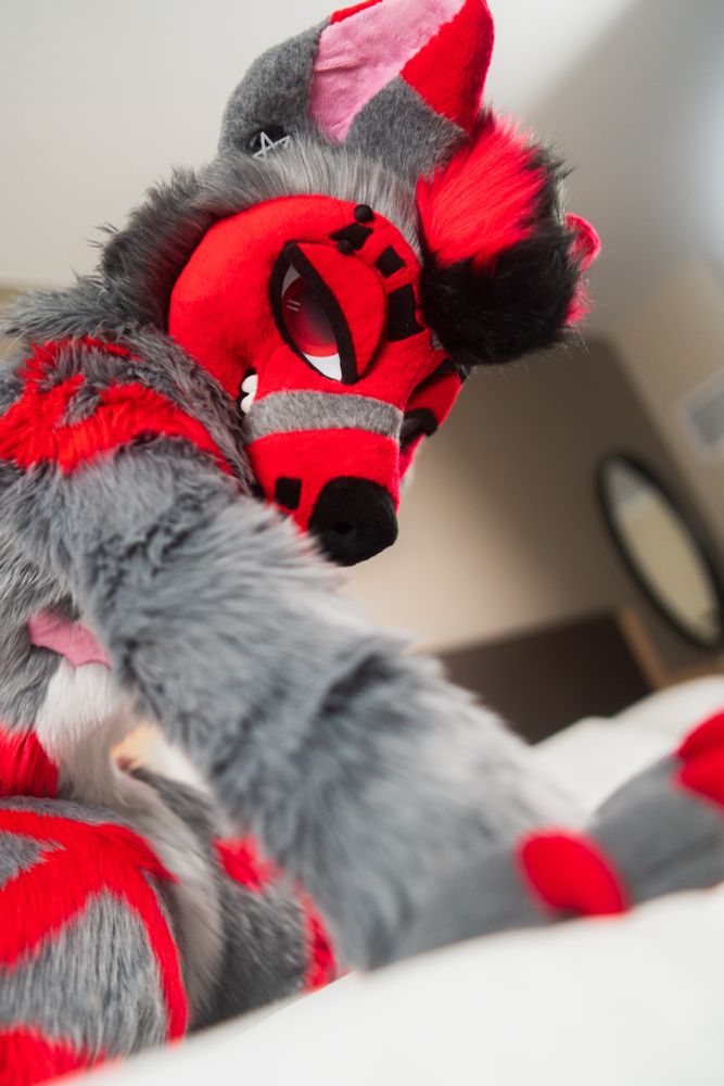 A close up of a grey canine fursuiter with red highlights making eye contact with the camera, posed hunched over on a bed 