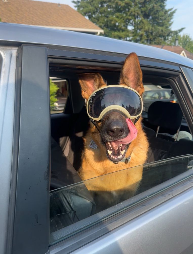 A German Shepherd dog sticking her head out of the backseat of a small hatchback car. She is wearing protective goggles over her eyes, and licking her muzzle. 