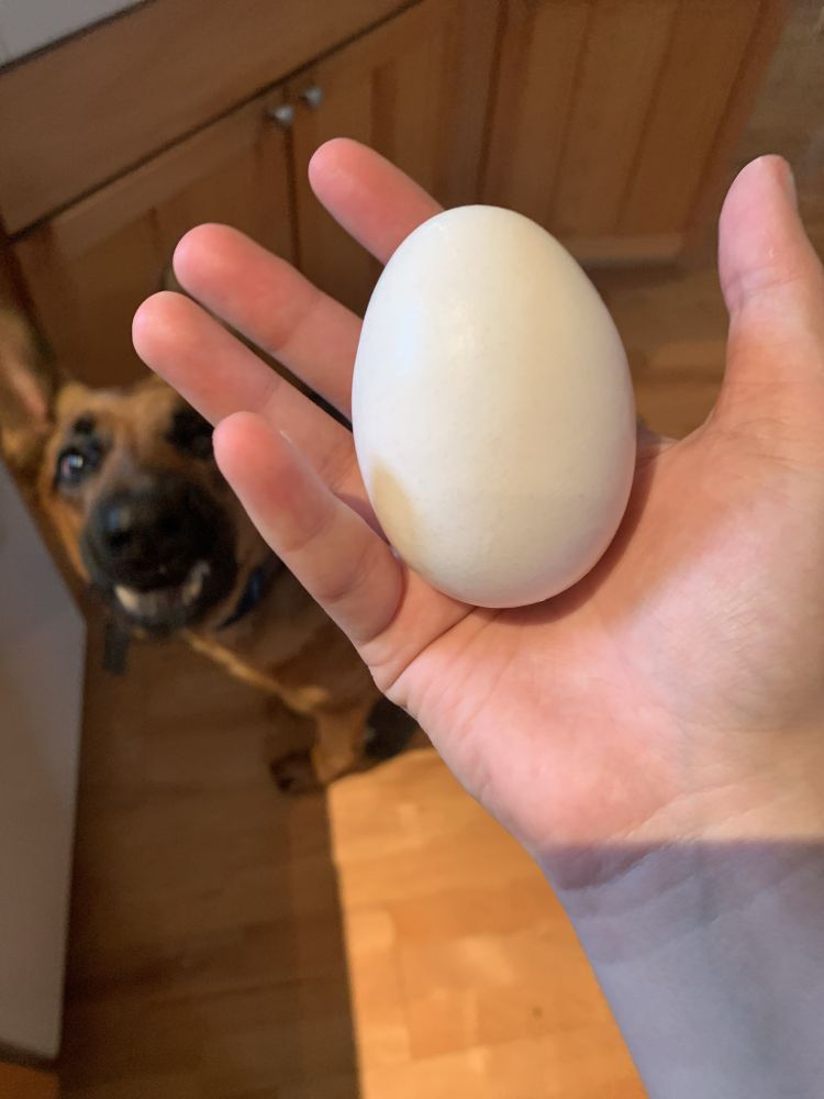 my german shepherd begging pitifully in the background, the foreground of which image is my hand holding a, unbeknownst to her, raw egg
