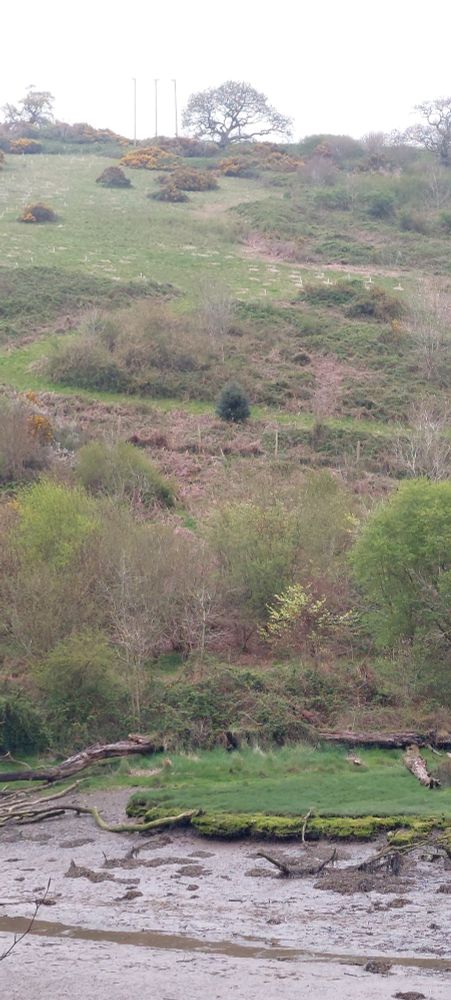 An image of a grassy hill with trees at the bottom and top, bits of overgrowth and shrubbery, and right in the middle a small, round, dark green bush all on its own. That doesn't look like it belongs there.