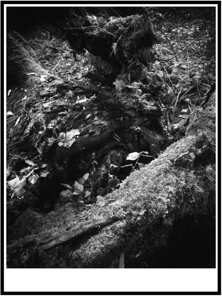 Fallen tree, in monochrome, with moss