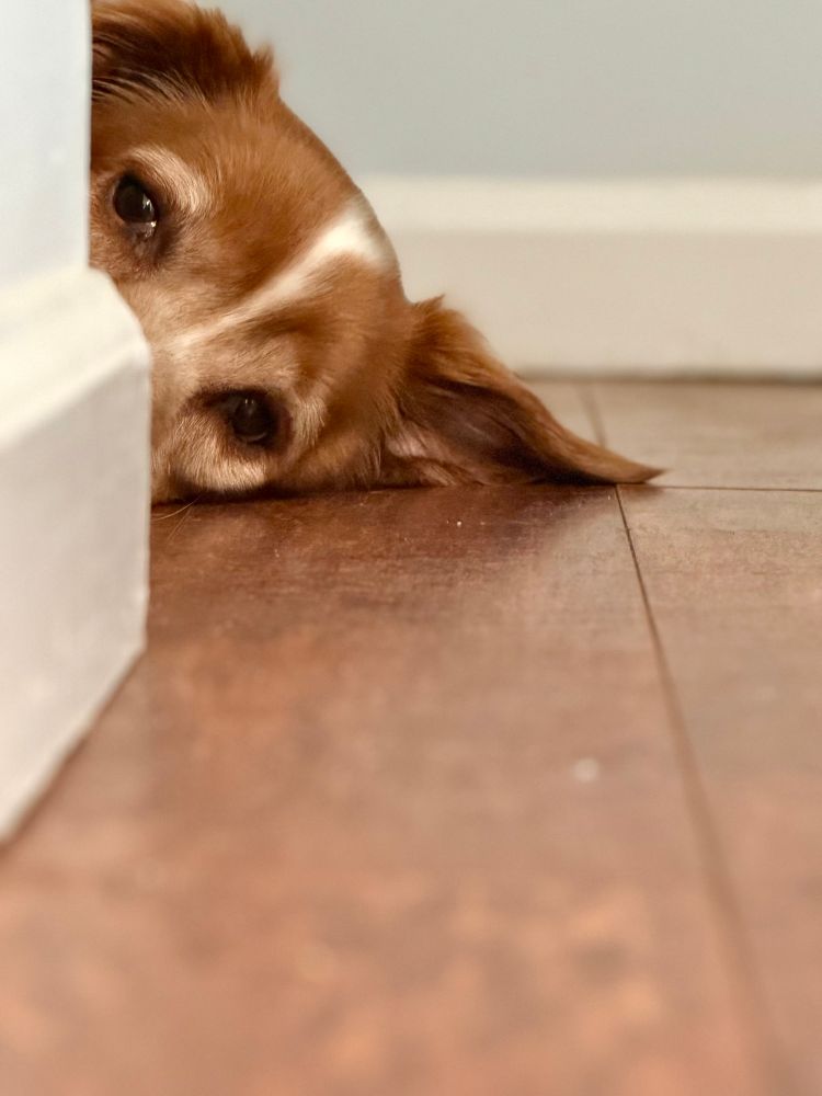 dog laying down on hallway floor only see top of head behind wall