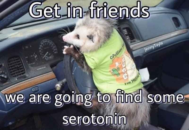 scrungly opossum behind the wheel of an equally scruffy car, with the following text overlaid: "Get in friends, we are going to find some serotonin" 