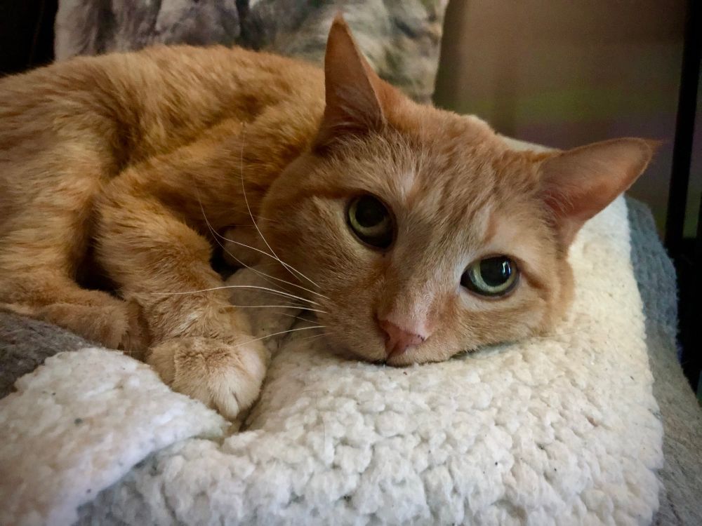 An orange tabby cat is lying curled up on a folded blanket (grey on one side, white and textured on the other). Her head is smushed down onto the blanket but her ears are perked up and she’s looking with big wide eyes at something out of frame. Lights are reflecting in her eyes and giving them a glint of wonder.