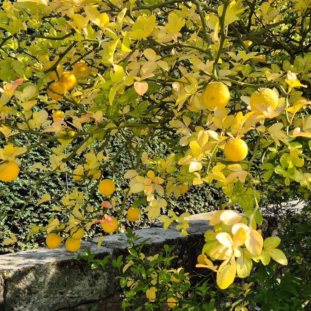 Auf dem Foto ist ein Ausschnitt vom Baum einer Bitterorange zu sehen, mit vielen runden gelben Früchten und zart grünen und gelben Blättern. Davor steht eine Steinmauer und dahinter ist eine grüne Hecke.