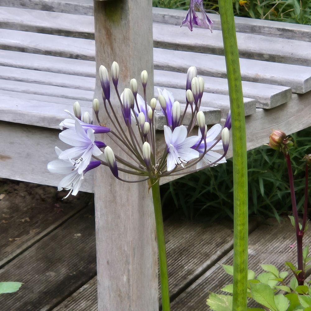 Agapanthusblüte 
Die Blüten sind weiß und am Blütenansatz lila-blau
Dahinter steht eine Holzbank und das ganze steht auf einer Holzterasse